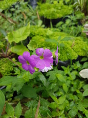 naturaleza, flores, restaurante para aves, neotropico