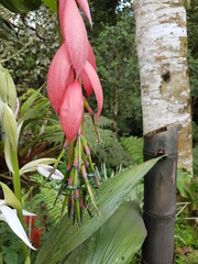 naturaleza, flores, restaurante para aves, neotropico