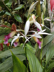 naturaleza, flores, restaurante para aves, neotropico