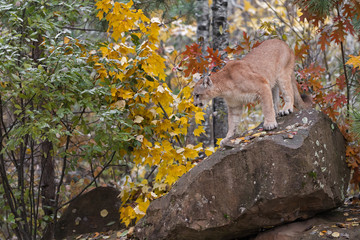 Fototapeta premium Cougar (Puma concolor) Looks Down Off Rock Autumn