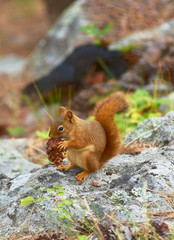 Red Squirrel