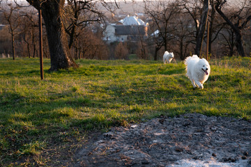 Two white samoyed dogs playing together in the garden