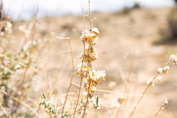 Flowers in desert