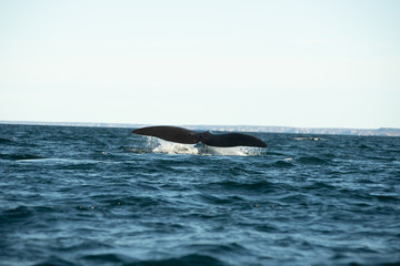 Obraz premium Ballena