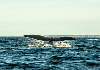 Fototapeta premium Ballena