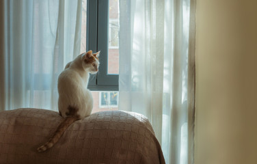 White cat with spots in front of the window