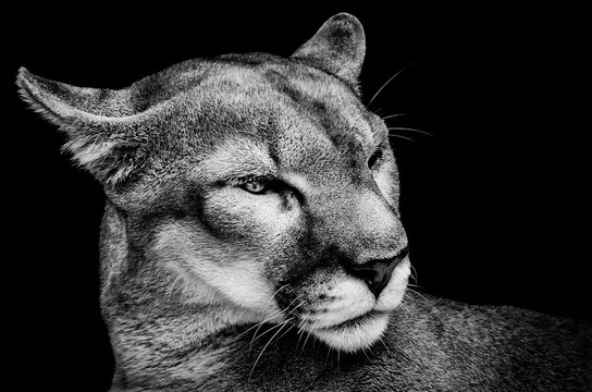 Close-up Of Mountain Lion Against Black Background