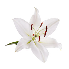 Flower white lily isolated on white background