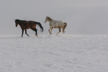 white and brown horses gallop in the mountains in the snow. a herd of horses galloping through the...