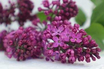 Beautiful lush spring flowers on the branch. . Syringa vulgaris. Happy Mother's Day greetings card.Blur background . magenta color.