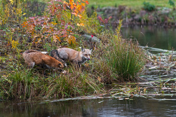 Amber Phase Red Fox (Vulpes vulpes) Licks Nose at Edge of Island  Autumn