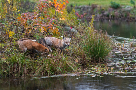 Amber Phase Red Fox (Vulpes vulpes) Licks Nose at Edge of Island  Autumn