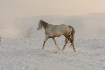white and brown horses gallop in the mountains in the snow. a herd of horses galloping through the...