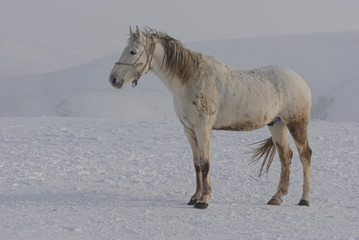 Obraz na płótnie Canvas white and brown horses gallop in the mountains in the snow. a herd of horses galloping through the snow in the mountains
