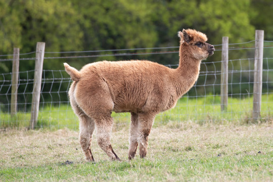 alpaca