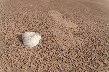 Fototapeta na wymiar Biała muszelka leżąca na plaży, ślady stóp.