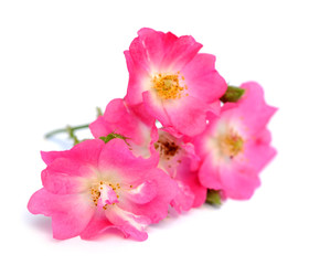 Fototapeta na wymiar pinks rose