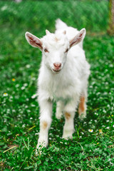 Naklejka na ściany i meble white young goat on green grass