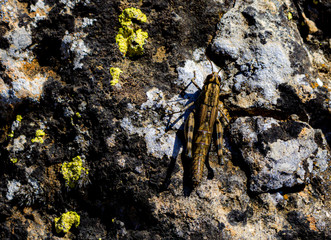 Grasshopper on rock, rock with yellow musty