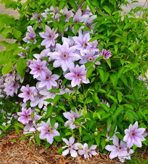 close-up of Nelly Moser Clematis,  climbing flower vine