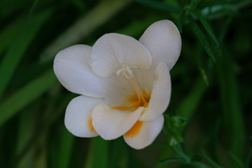 Fototapeta na wymiar Garden flowers, white flowers, Narcissus flowers