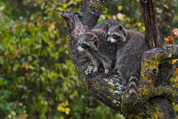 Raccoons (Procyon lotor) Huddle Together in Rain in Tree Autumn