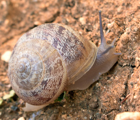 Snail move, snail shell, snail in garden 