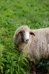 Naklejka premium One dirty white sheep on green pasture