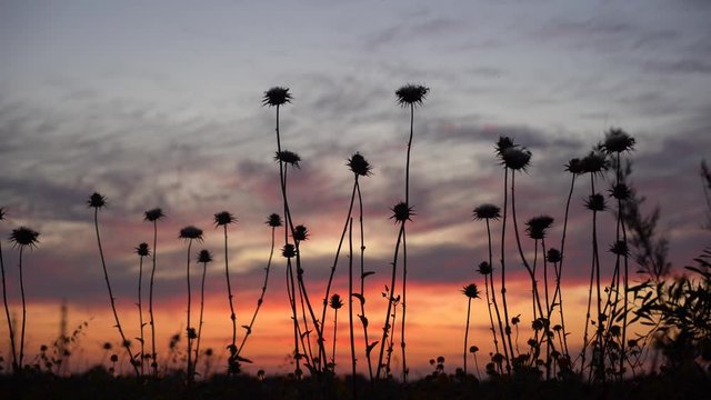 Wild thorny sunset view