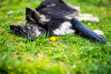 Dog with a broken paw in a cast. Best friend. Green grass. Summer time.