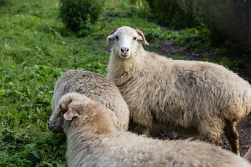 One dirty white sheep on green pasture