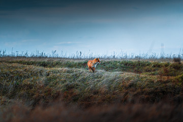 Naklejka na ściany i meble Fox in green landscape. Cute Red Fox. Wildlife scene from nature. Animal in nature habitat. Animal in green environment.