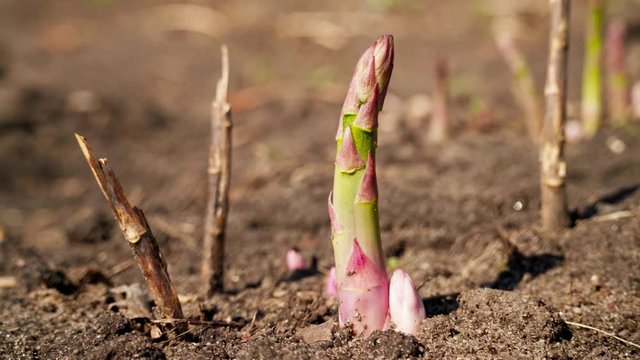 Young green asparagus sprouting from the ground tracking shot