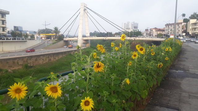 Sunflowers in Brusque Santa Catarina Brazil