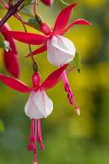 Close up of pink and white fuchsias in bloom