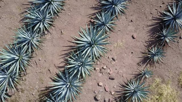 vista a&eacute;rea de plantaciones de agave azul, materia prima para la elaboraci&oacute;n de tequila, bebida alcoh&oacute;lica tradicional de M&eacute;xico