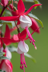 Close up of pink and white fuchsias in bloom
