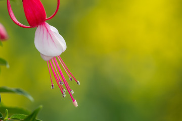 Close up of pink and white fuchsias in bloom