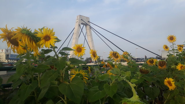 Sunflowers in Brusque Santa Catarina Brazil