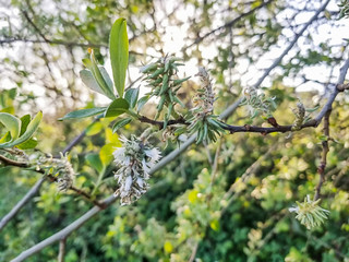 Female flowers group of grey or gray willow