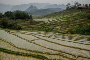 Fototapeta premium Reisterassen, Pu Luong, Vietnam