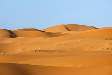 Fototapeta na wymiar landscape of golden sand dune in sahara desert 