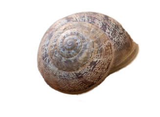 Snail move, snail shell, snail in garden 