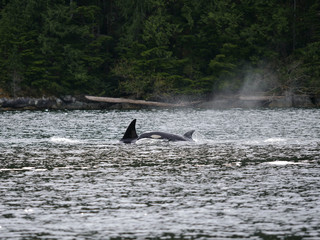 Obraz premium Orca Whale
