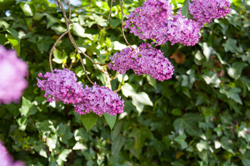 Flowers of purple lilac. Flowering lilac tree in garden on spring day, background of blue sky