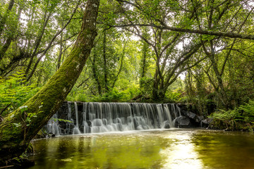 Forest water falls in the green trees