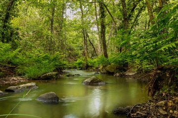 Fototapeta premium Forest river with beautiful green vegetation in the surroundigs