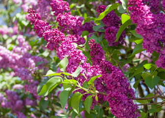 Flowers of purple lilac. Flowering lilac tree in garden on spring day, background of blue sky