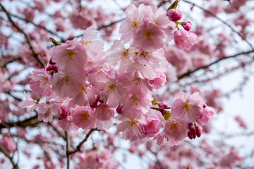 One brief season moment in spring time is the blooming of sakura tree.