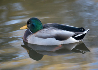 Obraz premium duck on the water